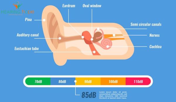 What is the Function of the Eardrum?